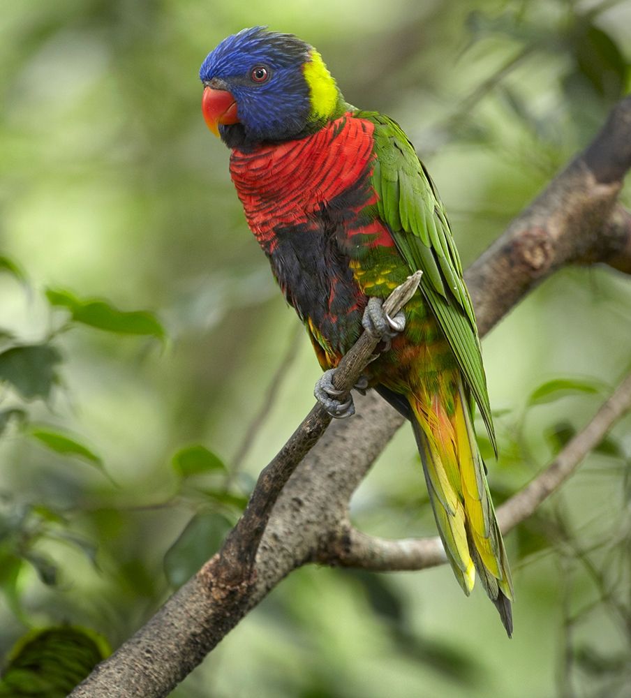 Rainbow Lory or Green Naped Lory art print by Tim Fitzharris for $57.95 CAD