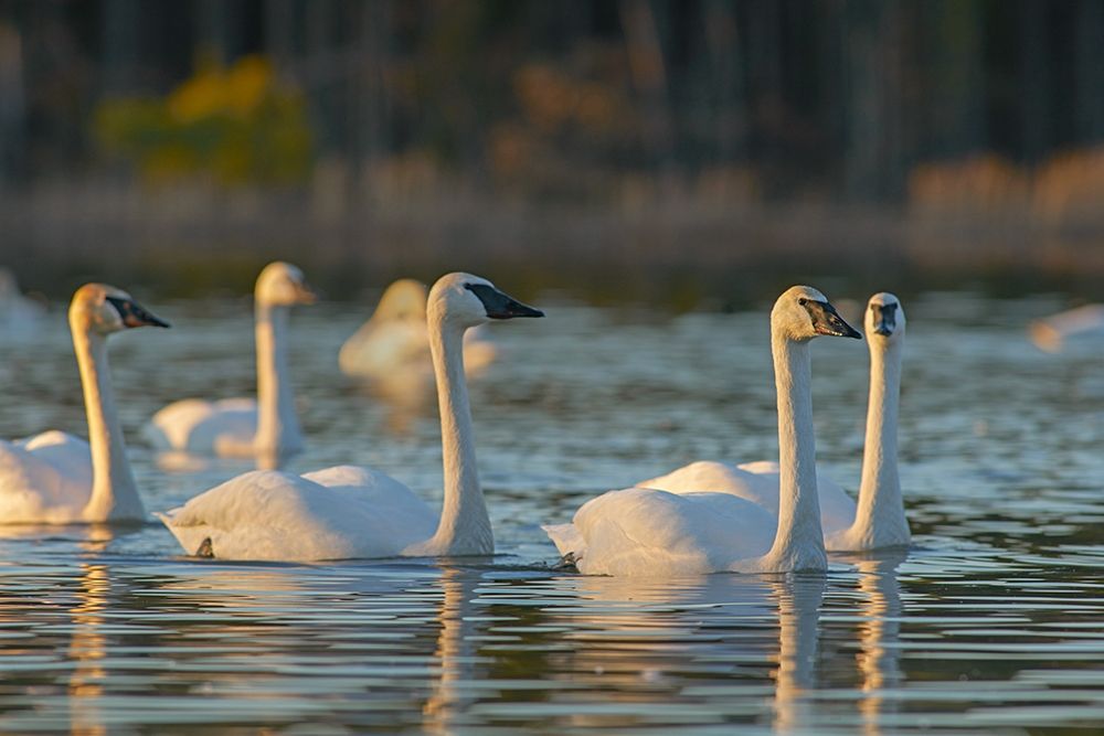 Trumpeter Swans-Magness Lake-Arkansas art print by Tim Fitzharris for $57.95 CAD