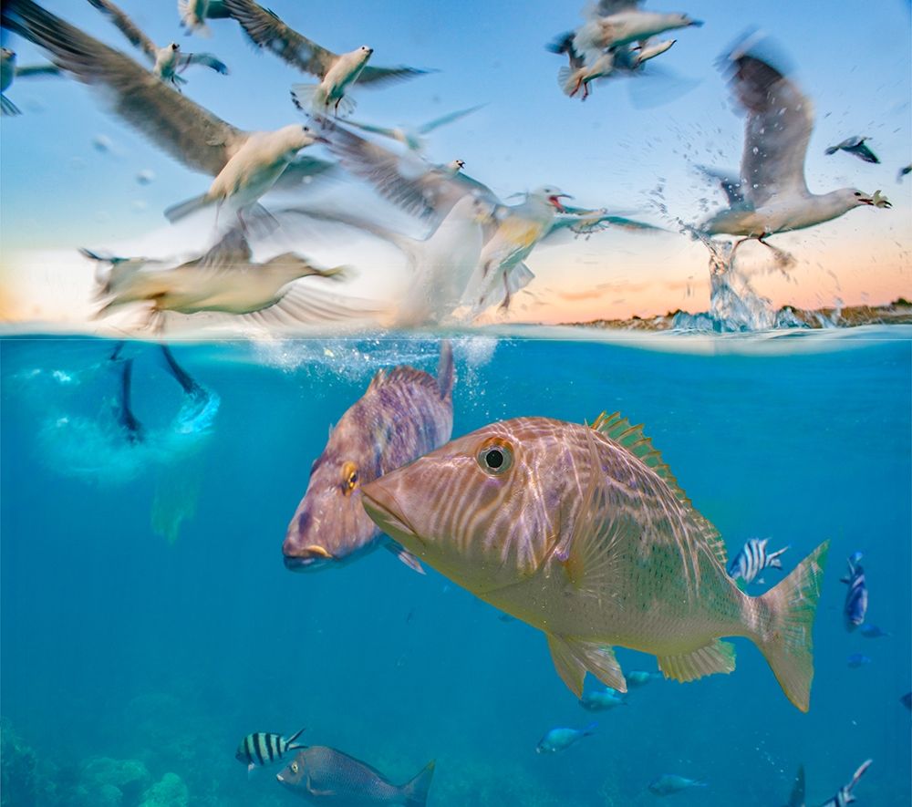 Snapper and Gulls-Coral Coast-Western Australia art print by Tim Fitzharris for $57.95 CAD