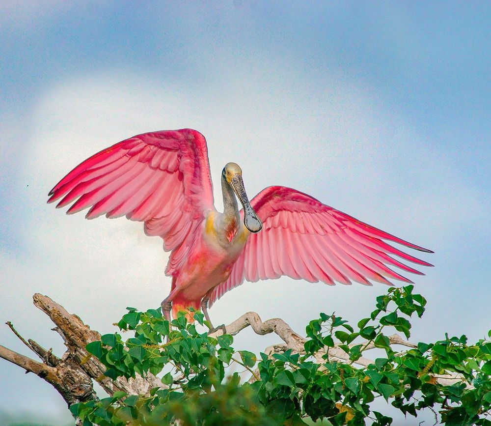 Roseate Spoonbills Landing art print by Tim Fitzharris for $57.95 CAD