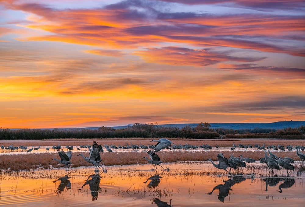 Sandhill Cranes-Bosque del Apache NWR New Mexico art print by Tim Fitzharris for $57.95 CAD