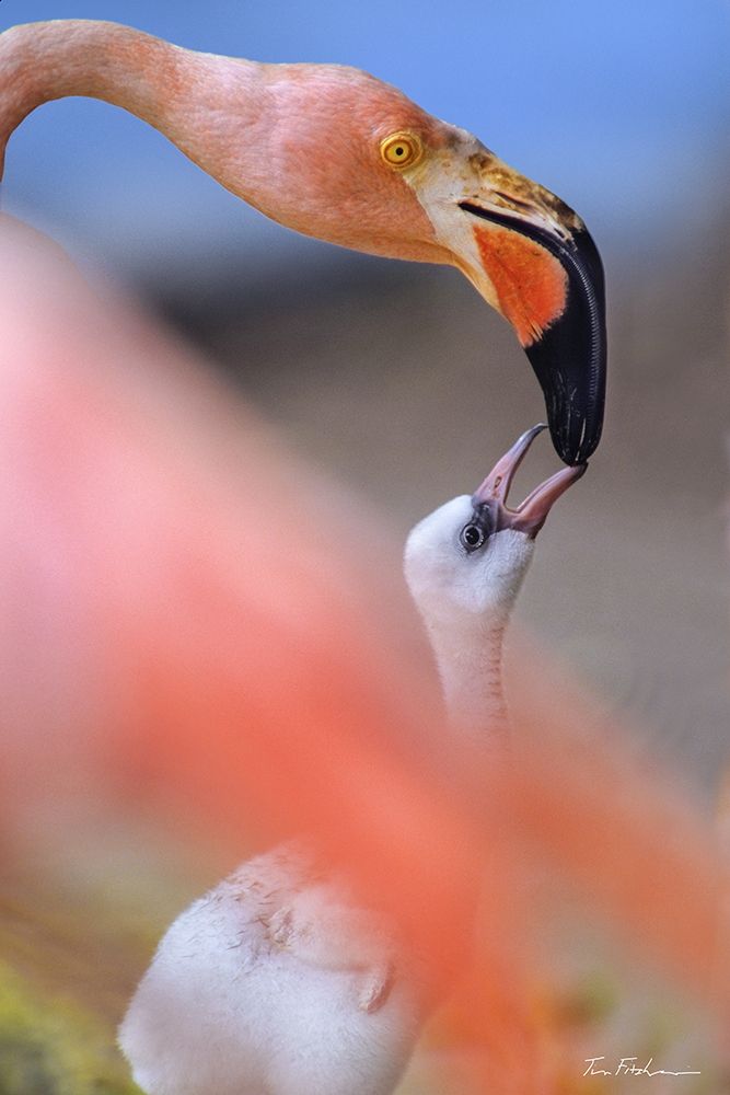 Carribean Greater Flamingo with Chick art print by Tim Fitzharris for $57.95 CAD