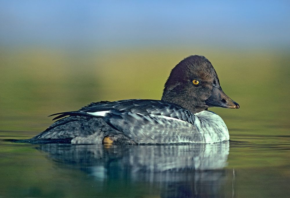 Common Golden-eye Duck Female art print by Tim Fitzharris for $57.95 CAD