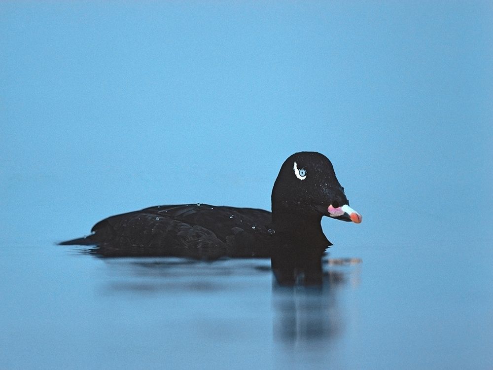 British Columbia Art prints and posters