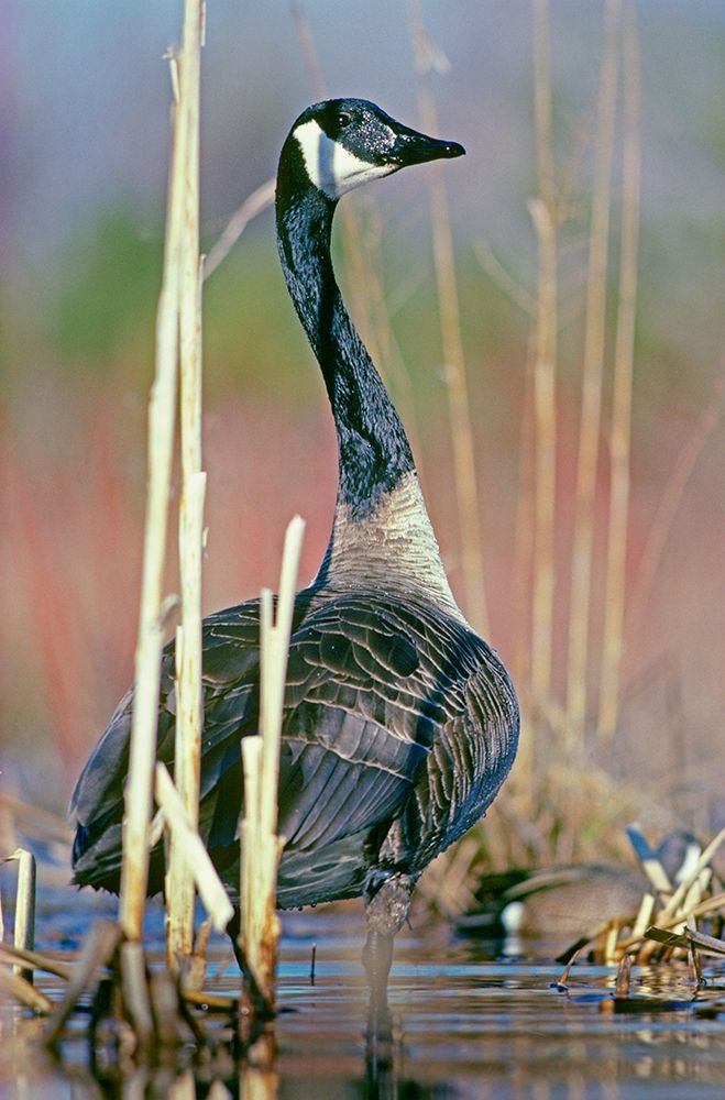 Canada Goose I art print by Tim Fitzharris for $57.95 CAD