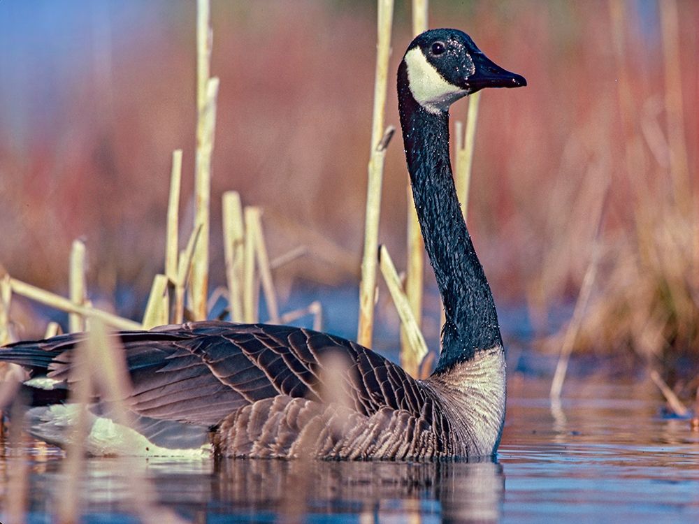 Canada Goose II art print by Tim Fitzharris for $57.95 CAD