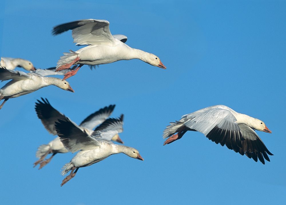 Snow Geese in Flight art print by Tim Fitzharris for $57.95 CAD