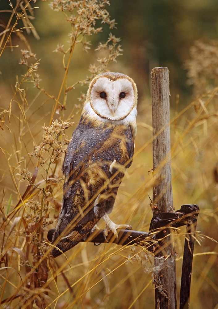 Barn Owl I art print by Tim Fitzharris for $57.95 CAD