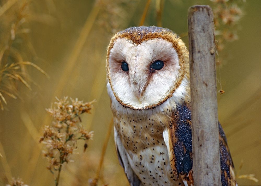 Barn Owl II art print by Tim Fitzharris for $57.95 CAD