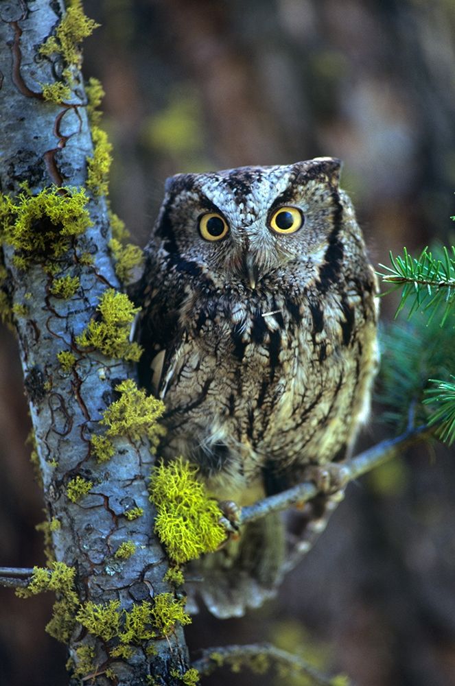 Western Screech Owl I art print by Tim Fitzharris for $57.95 CAD