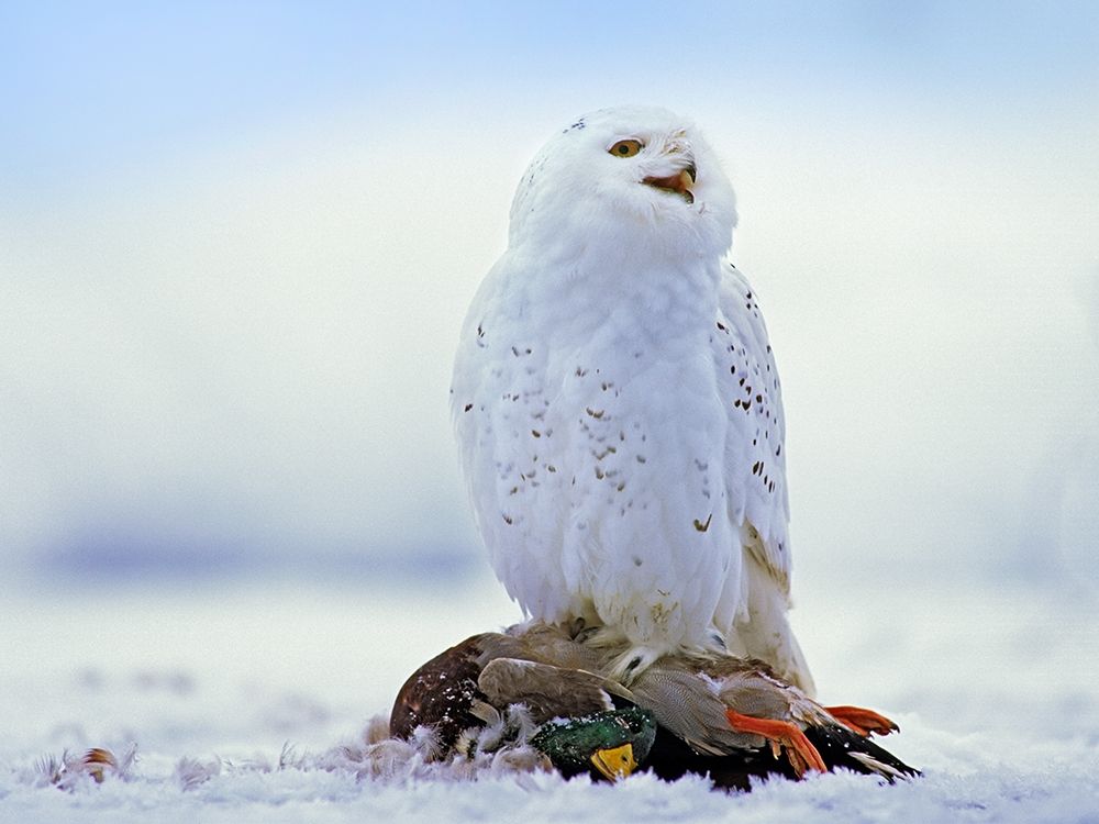 Snowy Owl with Mallard art print by Tim Fitzharris for $57.95 CAD