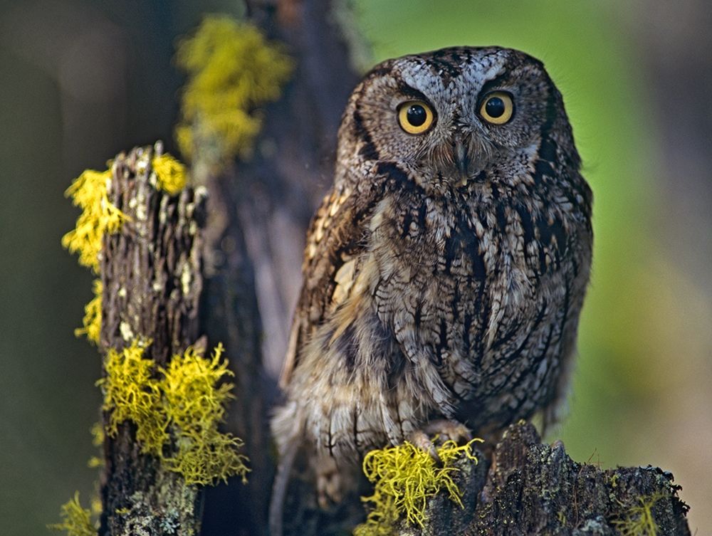 Western Screech Owl II art print by Tim Fitzharris for $57.95 CAD