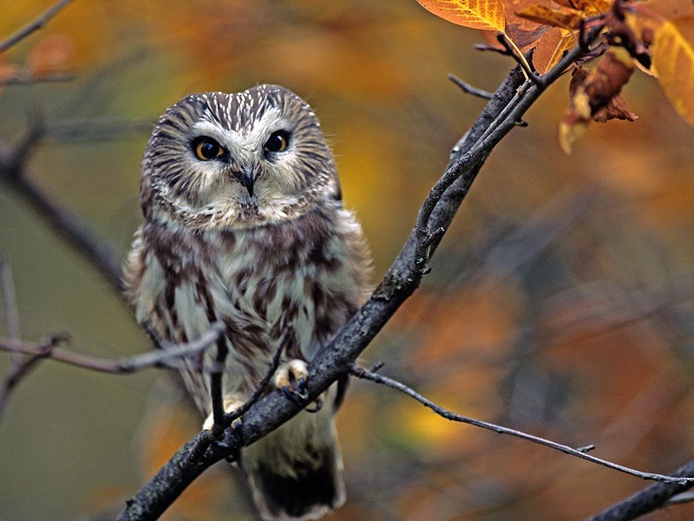 Northern Saw-whet Owl art print by Tim Fitzharris for $57.95 CAD
