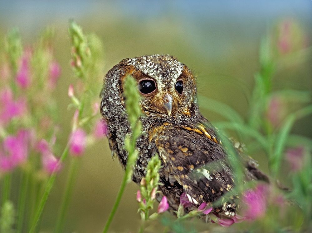 Flammulated Owl II art print by Tim Fitzharris for $57.95 CAD