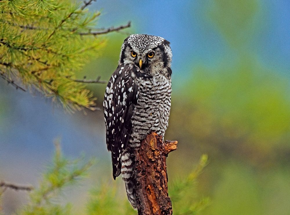 Northern Hawk Owl art print by Tim Fitzharris for $57.95 CAD