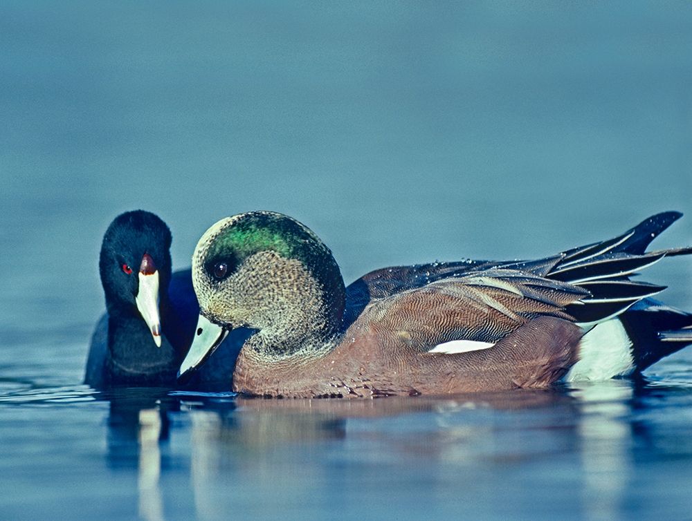Coot Hoping to Share Food with American Widgeon Drake art print by Tim Fitzharris for $57.95 CAD