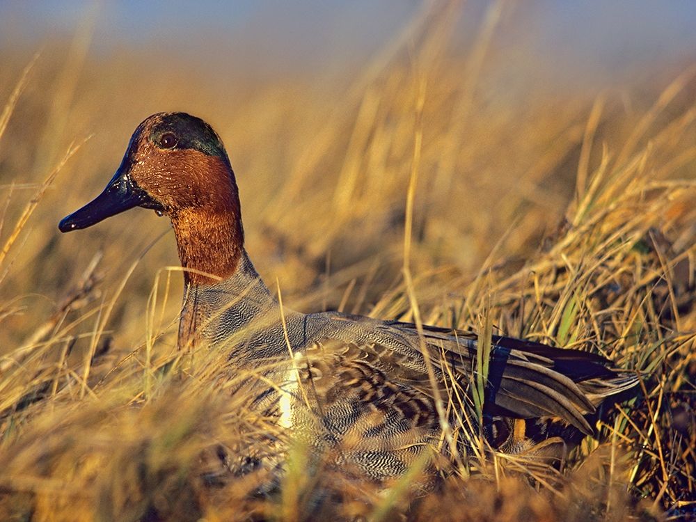 Green-winged Teal Drake art print by Tim Fitzharris for $57.95 CAD