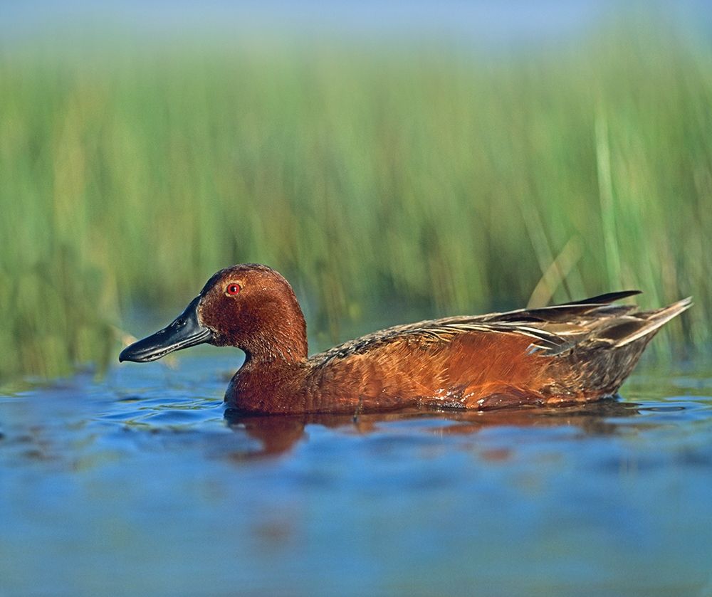Cinnamon Teal Drake art print by Tim Fitzharris for $57.95 CAD