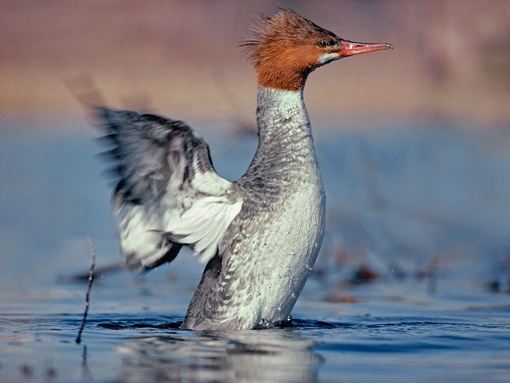 Common Merganser art print by Tim Fitzharris for $57.95 CAD
