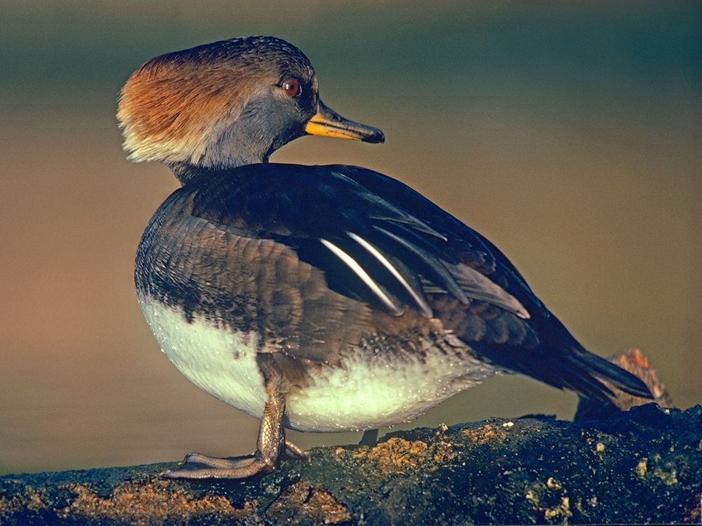 Hooded Merganser Female art print by Tim Fitzharris for $57.95 CAD