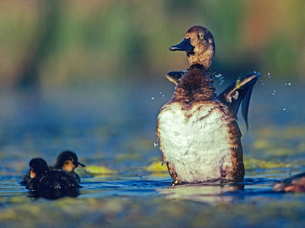Lesser Scaup Female and Young art print by Tim Fitzharris for $57.95 CAD