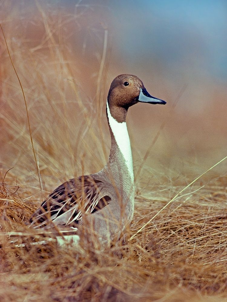 Northern Pintail Drake art print by Tim Fitzharris for $57.95 CAD