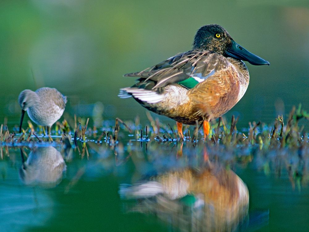 Northern Shoveler Drake with Sandpiper art print by Tim Fitzharris for $57.95 CAD