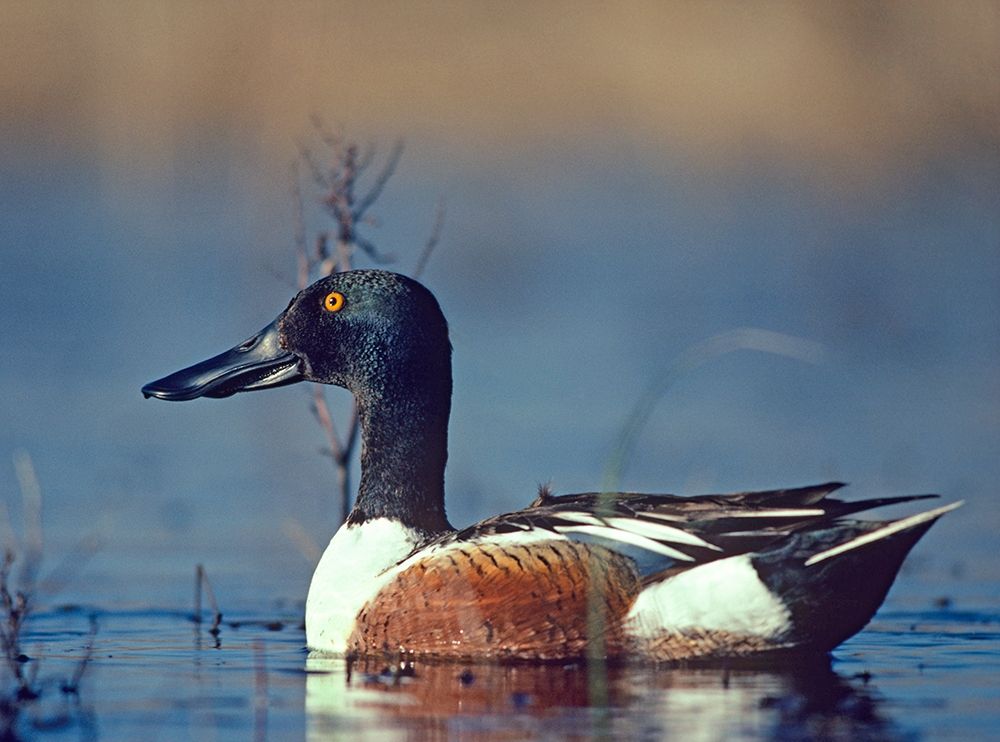 Northern Shoveler Drake art print by Tim Fitzharris for $57.95 CAD