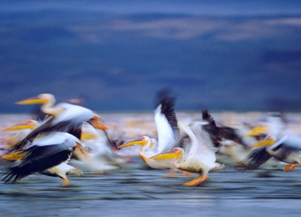 African White Pelicans art print by Tim Fitzharris for $57.95 CAD