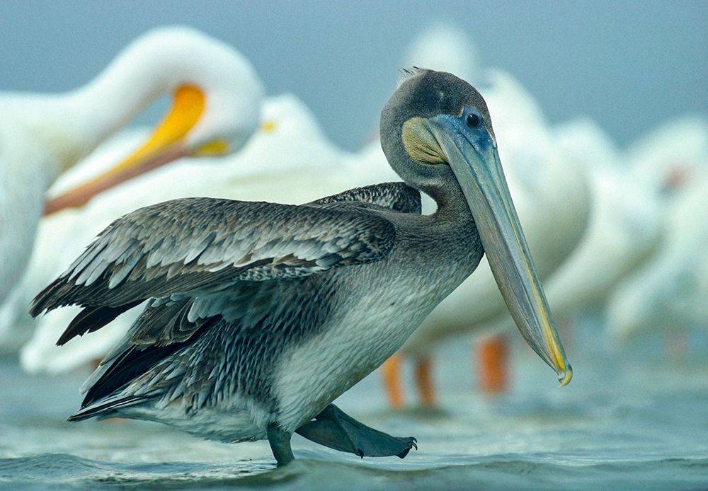 Brown Pelican with White Pelicans art print by Tim Fitzharris for $57.95 CAD
