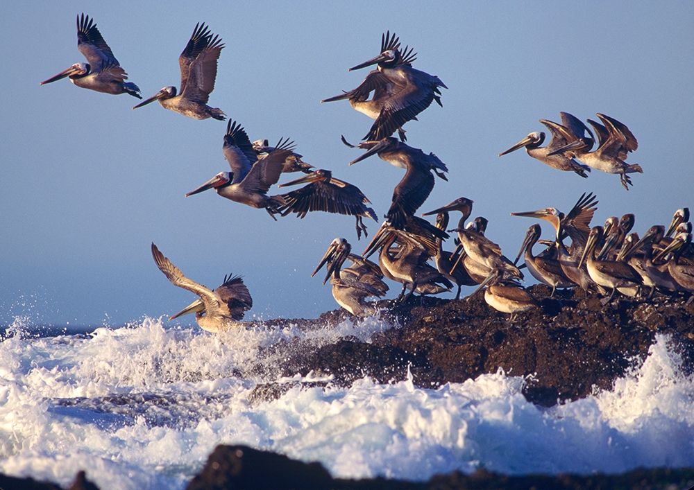 Brown Pelicans on Rock art print by Tim Fitzharris for $57.95 CAD