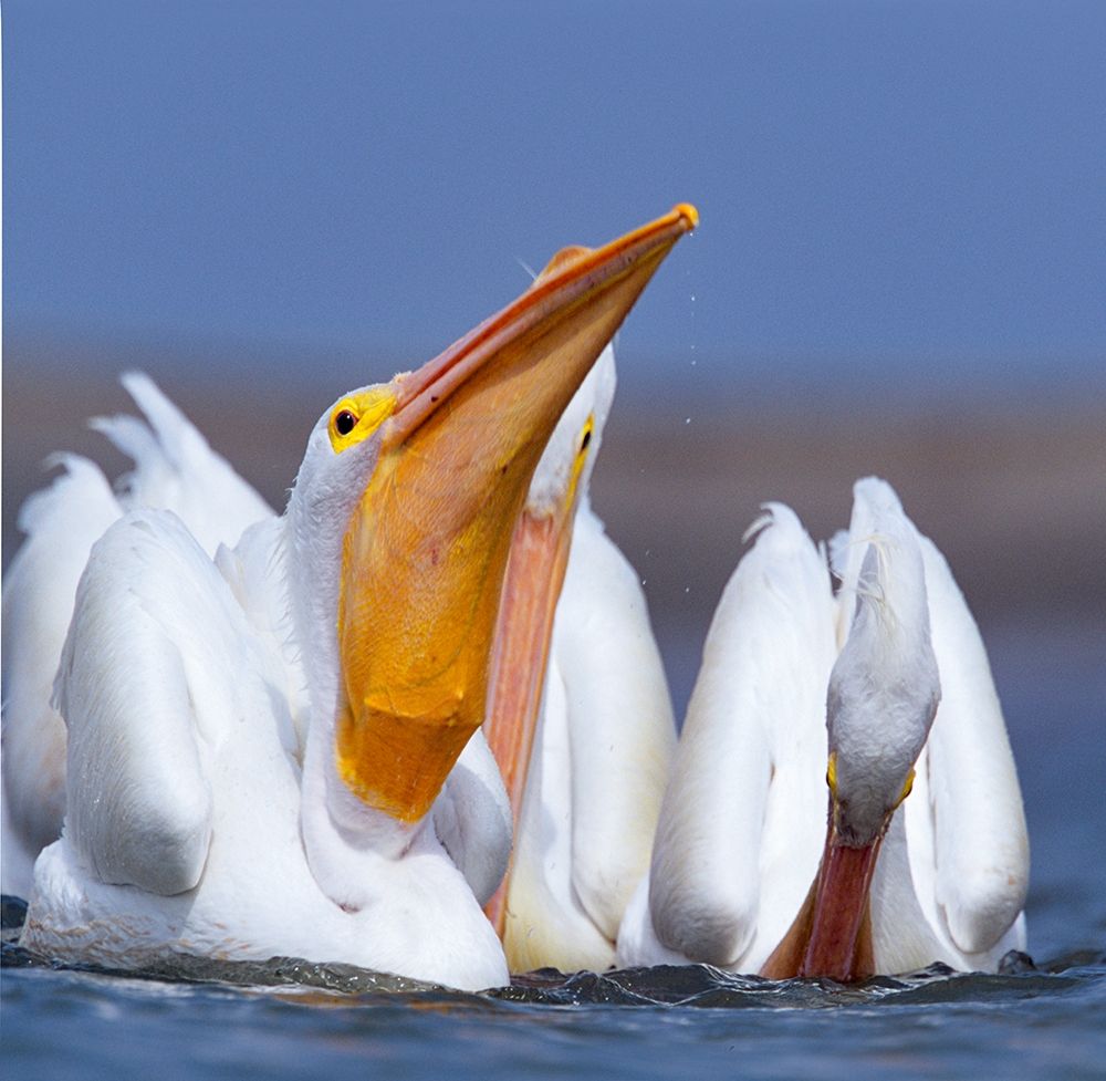 White Pelicans Swallowing Fish art print by Tim Fitzharris for $57.95 CAD