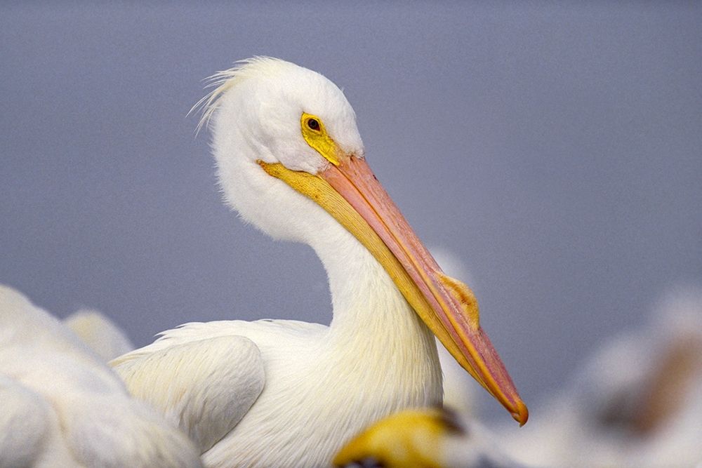 White Pelican art print by Tim Fitzharris for $57.95 CAD