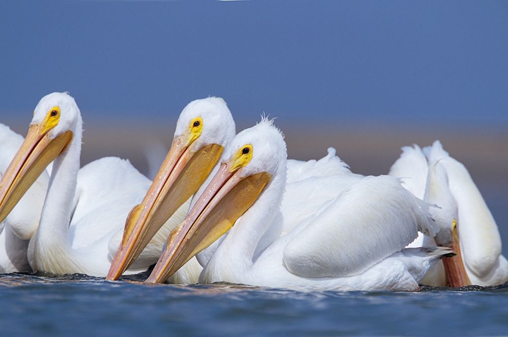 White Pelicans art print by Tim Fitzharris for $57.95 CAD