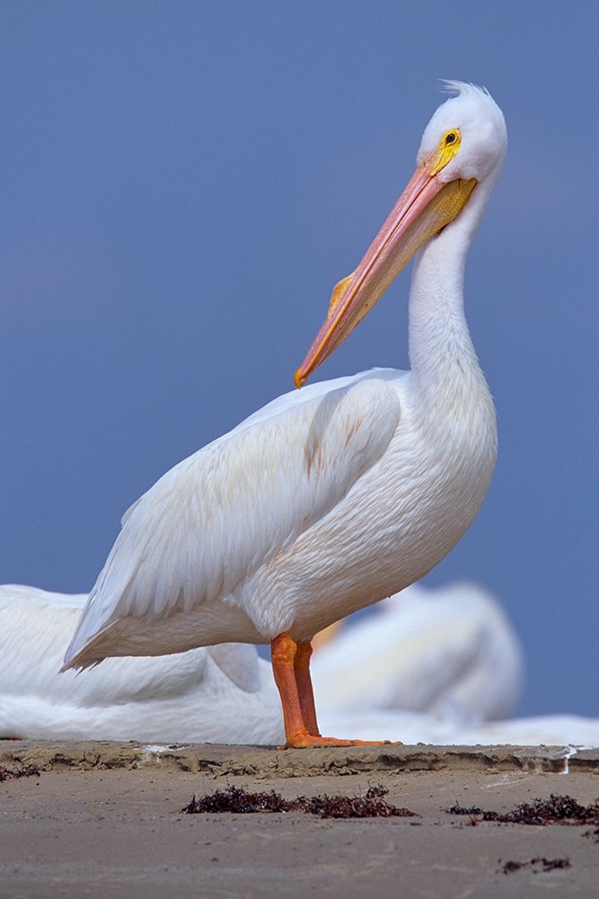White Pelican Preening art print by Tim Fitzharris for $57.95 CAD
