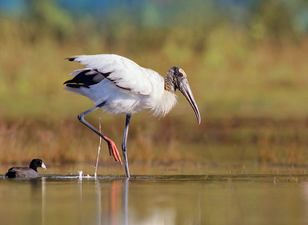Wood Stork art print by Tim Fitzharris for $57.95 CAD