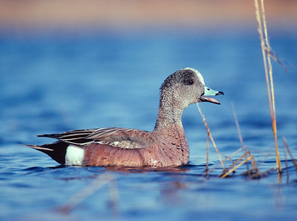 American Widgeon art print by Tim Fitzharris for $57.95 CAD