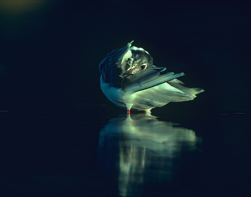 Bonapartes Gull Preening art print by Tim Fitzharris for $57.95 CAD