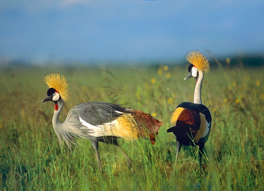 Crowned Cranes-Kenya art print by Tim Fitzharris for $57.95 CAD