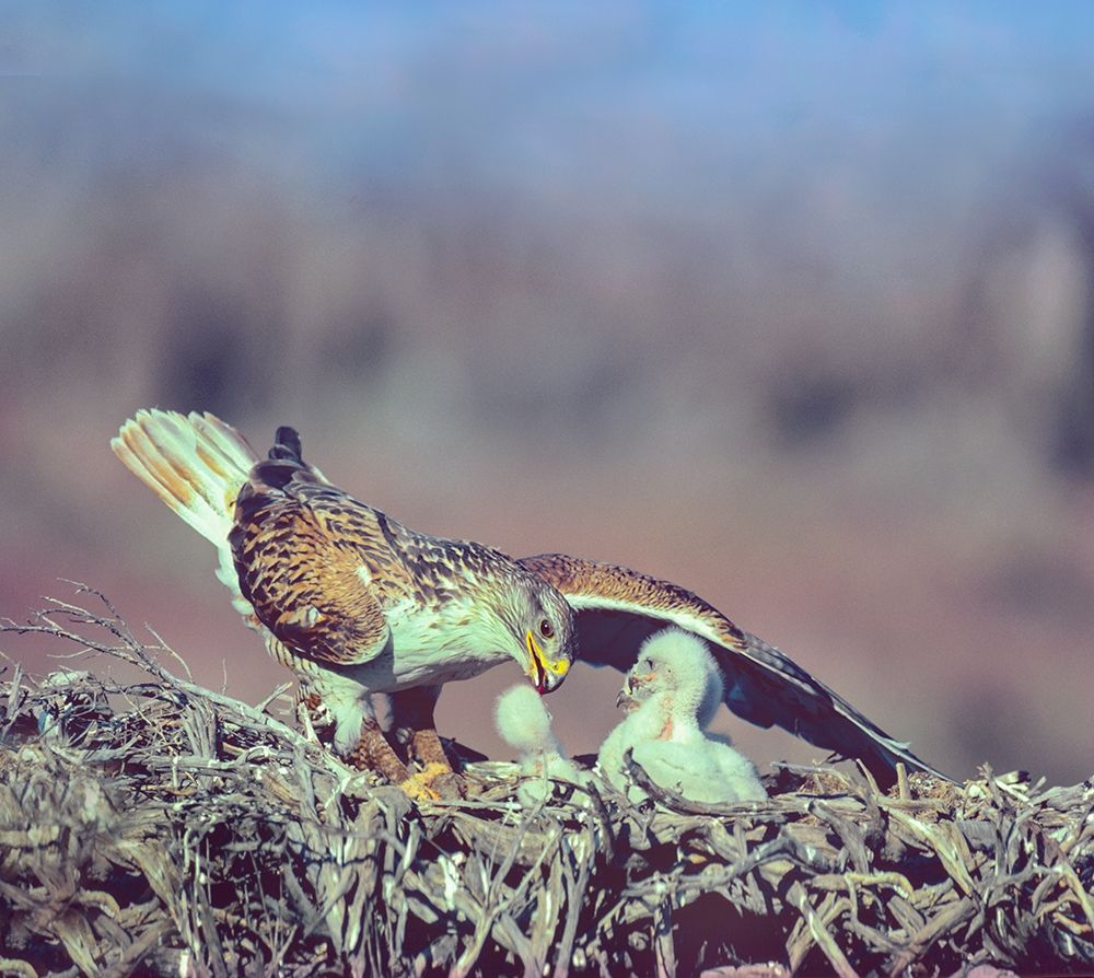 Ferruginous Hawks art print by Tim Fitzharris for $57.95 CAD