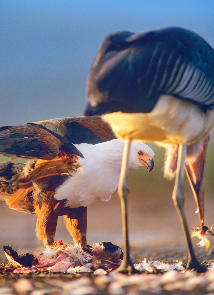 African Fish Eagle and Marabou over Flamigo Carcass-Kenya art print by Tim Fitzharris for $57.95 CAD