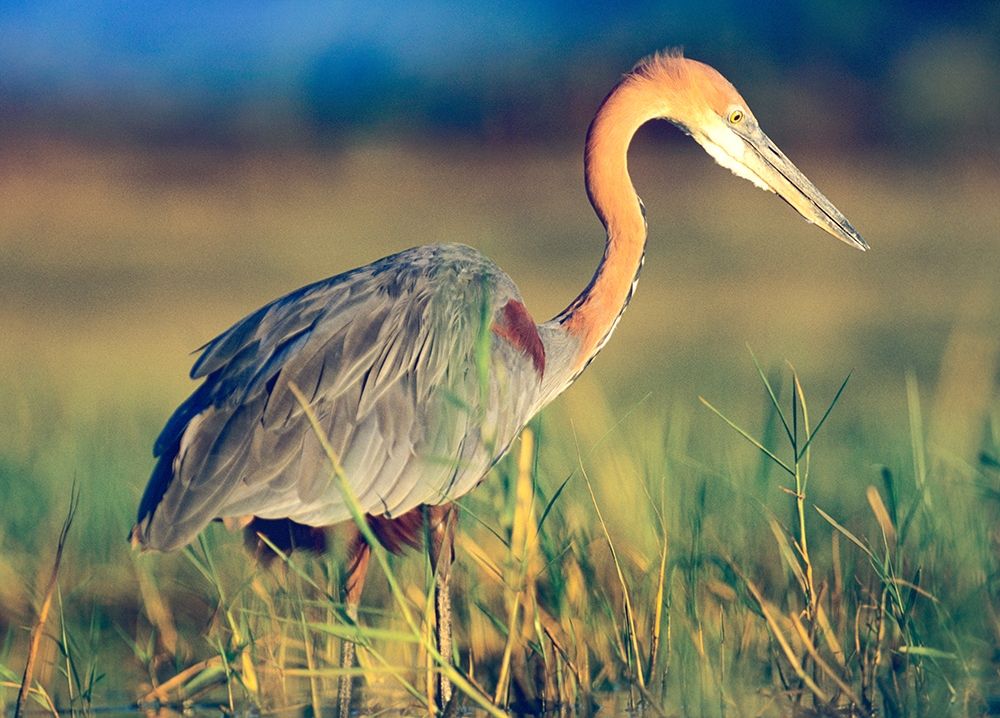 Goliath Heron art print by Tim Fitzharris for $57.95 CAD