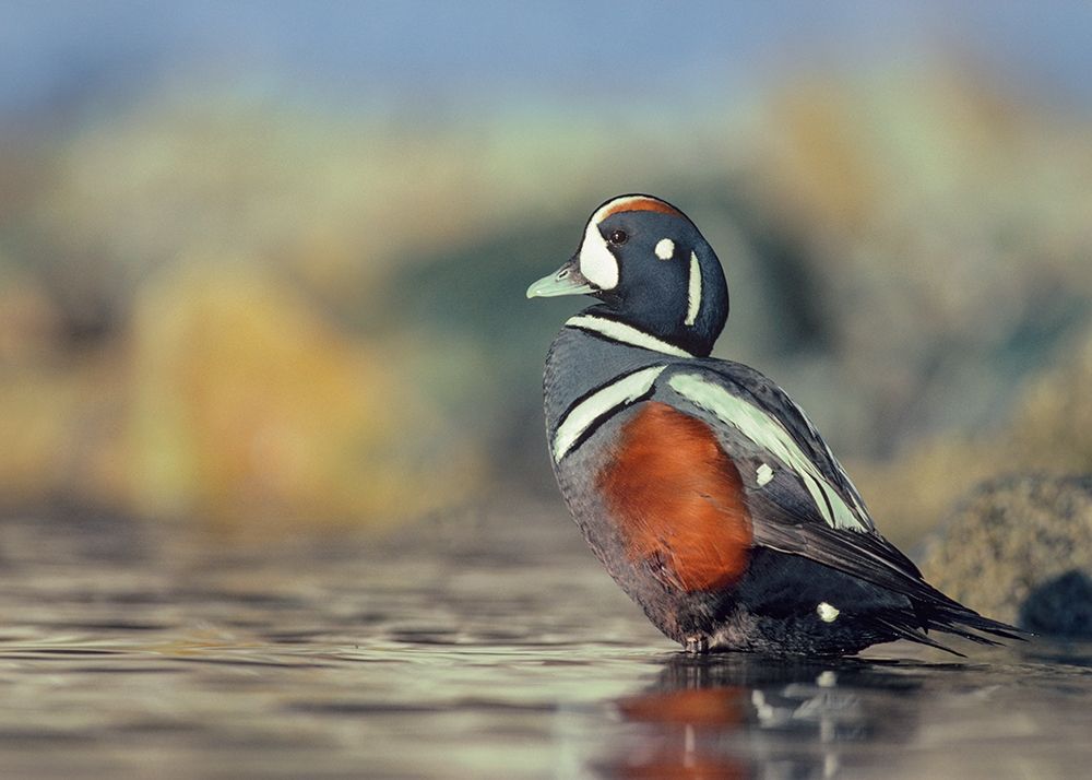 Harlequin Duck-White Rock Beach-British Columbia art print by Tim Fitzharris for $57.95 CAD