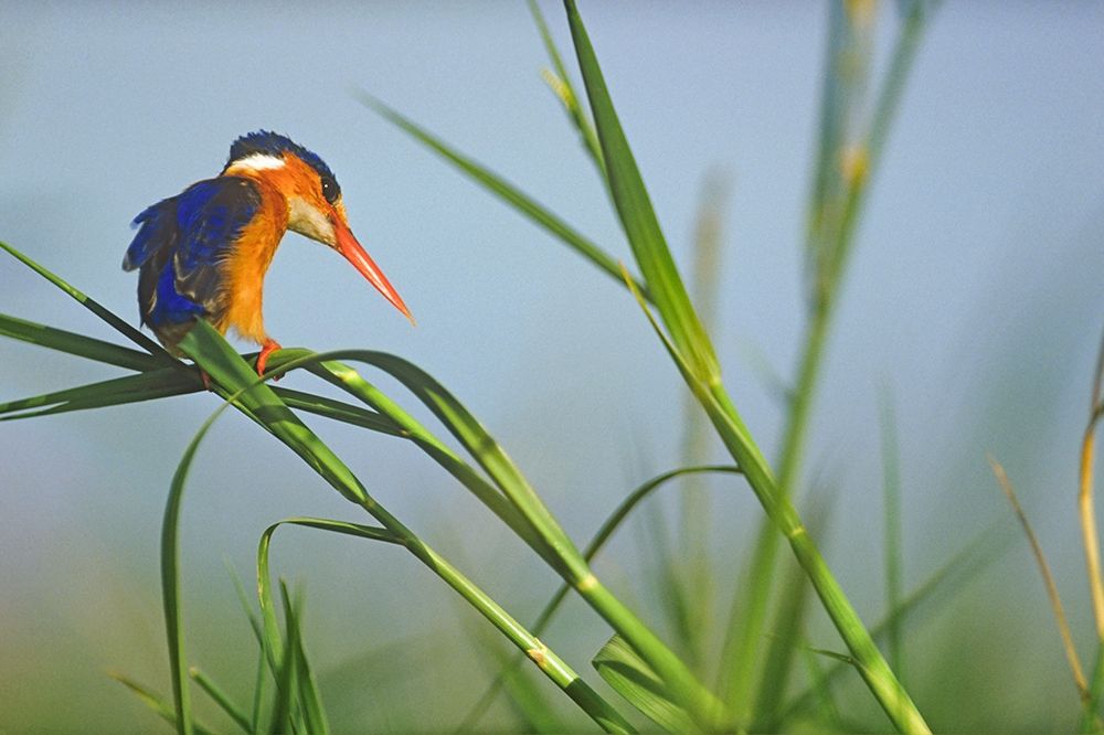 Malachite Kingfisher Fishing-Kenya art print by Tim Fitzharris for $57.95 CAD