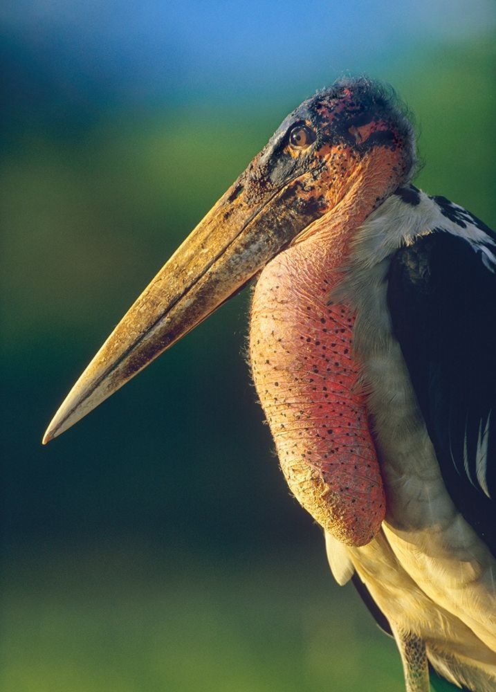 Marabou Stork-Kenya I art print by Tim Fitzharris for $57.95 CAD