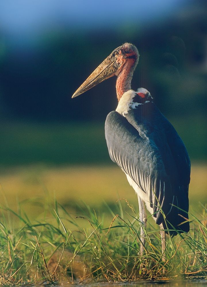 Marabou Stork-Kenya II art print by Tim Fitzharris for $57.95 CAD