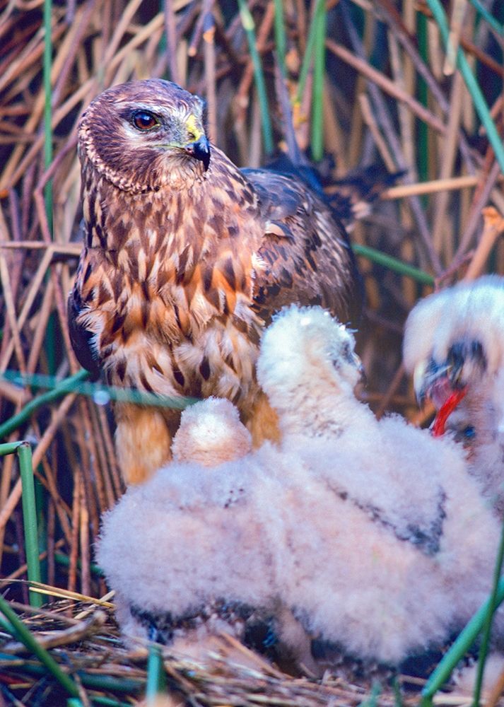 Marsh Hawks art print by Tim Fitzharris for $57.95 CAD