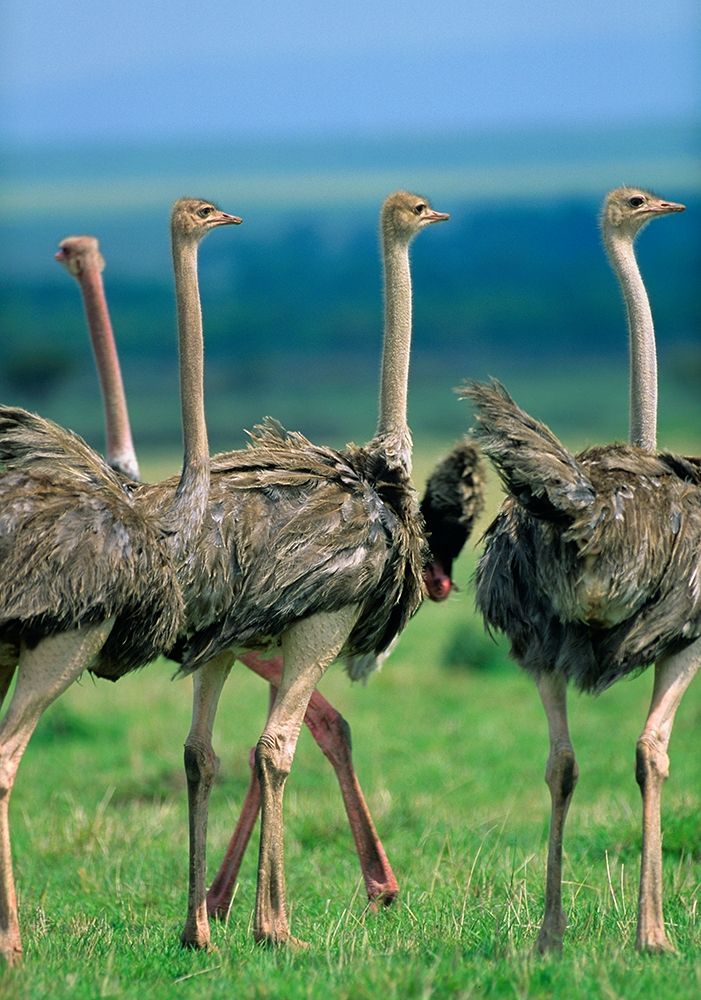 Young Ostriches-Kenya art print by Tim Fitzharris for $57.95 CAD
