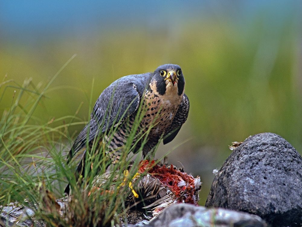 Peregrine Falcon with Duck art print by Tim Fitzharris for $57.95 CAD