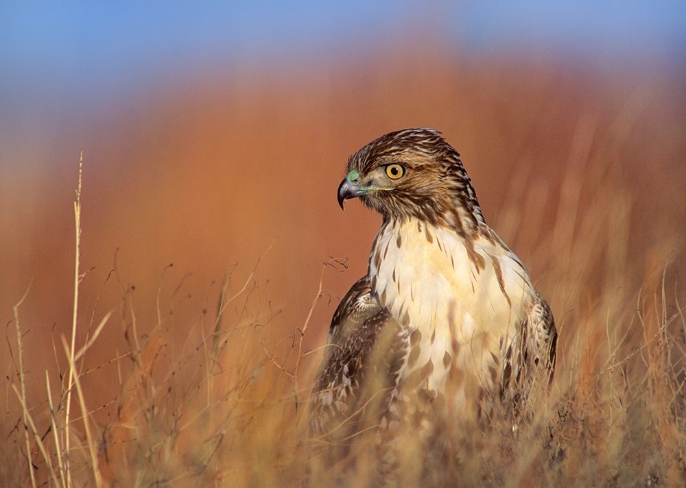 Redtail Hawk art print by Tim Fitzharris for $57.95 CAD